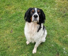 TUCKER, Hund, Bretonischer Spaniel-Mix in Burg - Bild 3