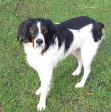 TUCKER, Hund, Bretonischer Spaniel-Mix in Burg - Bild 4