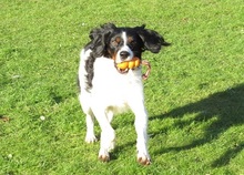 TUCKER, Hund, Bretonischer Spaniel-Mix in Burg - Bild 5