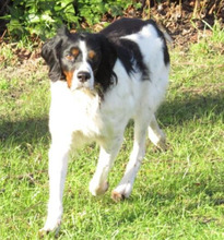 TUCKER, Hund, Bretonischer Spaniel-Mix in Burg - Bild 6