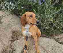 CETTINA, Hund, Segugio Italiano-Beagle-Mix in Italien - Bild 1