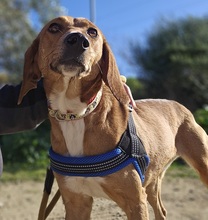 CETTINA, Hund, Segugio Italiano-Beagle-Mix in Italien - Bild 2