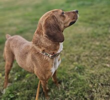 CETTINA, Hund, Segugio Italiano-Beagle-Mix in Italien - Bild 3