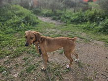 CETTINA, Hund, Segugio Italiano-Beagle-Mix in Italien - Bild 5