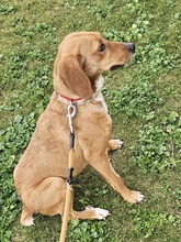 CETTINA, Hund, Segugio Italiano-Beagle-Mix in Italien - Bild 6