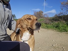 CETTINA, Hund, Segugio Italiano-Beagle-Mix in Italien - Bild 7