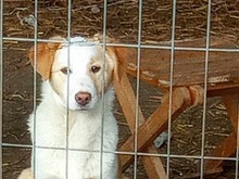 TILLY, Hund, Mischlingshund in Belgien - Bild 1