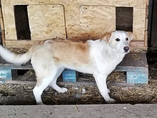 TILLY, Hund, Mischlingshund in Rumänien - Bild 10
