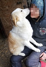 TILLY, Hund, Mischlingshund in Rumänien - Bild 11
