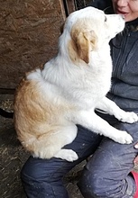 TILLY, Hund, Mischlingshund in Rumänien - Bild 12