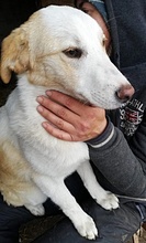 TILLY, Hund, Mischlingshund in Rumänien - Bild 13