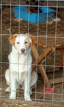 TILLY, Hund, Mischlingshund in Belgien - Bild 3