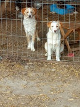 TILLY, Hund, Mischlingshund in Belgien - Bild 4