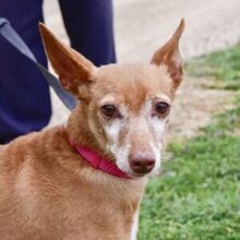 ODY, Hund, Podenco Andaluz in Radevormwald - Bild 1