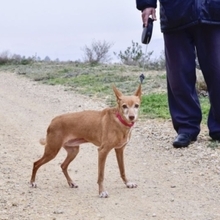 ODY, Hund, Podenco Andaluz in Radevormwald - Bild 2