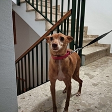 ODY, Hund, Podenco Andaluz in Radevormwald - Bild 3