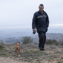 ODY, Hund, Podenco Andaluz in Radevormwald - Bild 4