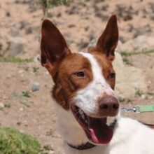 LOLO, Hund, Podenco in Spanien - Bild 1