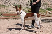 LOLO, Hund, Podenco in Spanien - Bild 2