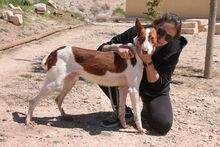 LOLO, Hund, Podenco in Spanien - Bild 3