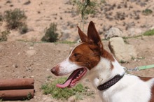 LOLO, Hund, Podenco in Spanien - Bild 4