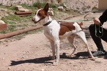 LOLO, Hund, Podenco in Spanien - Bild 5