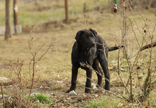 FIDO, Hund, Mischlingshund in Rumänien - Bild 11