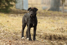 FIDO, Hund, Mischlingshund in Rumänien - Bild 14