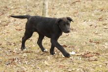 FIDO, Hund, Mischlingshund in Rumänien - Bild 6