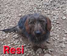 RESI, Hund, Mischlingshund in Rumänien - Bild 1