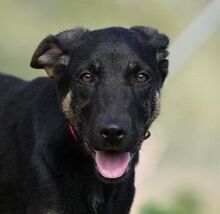 SIMON, Hund, Deutscher Schäferhund-Mix in Spanien - Bild 1