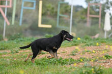 SIMON, Hund, Deutscher Schäferhund-Mix in Spanien - Bild 2