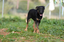 SIMON, Hund, Deutscher Schäferhund-Mix in Spanien - Bild 3