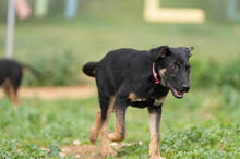 SIMON, Hund, Deutscher Schäferhund-Mix in Spanien - Bild 4