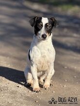 CATIE, Hund, Mischlingshund in Slowakische Republik - Bild 1