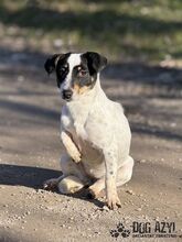 CATIE, Hund, Mischlingshund in Slowakische Republik - Bild 2