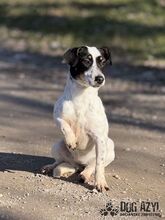 CATIE, Hund, Mischlingshund in Slowakische Republik - Bild 3