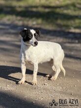 CATIE, Hund, Mischlingshund in Slowakische Republik - Bild 4