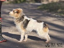 EVITA, Hund, Mischlingshund in Slowakische Republik - Bild 6