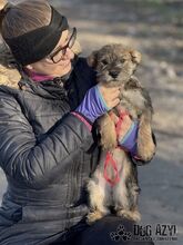 GABA, Hund, Mischlingshund in Slowakische Republik - Bild 1