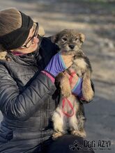 GABA, Hund, Mischlingshund in Slowakische Republik - Bild 2