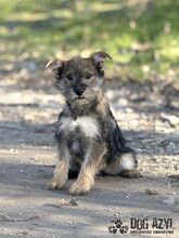 GABA, Hund, Mischlingshund in Slowakische Republik - Bild 3