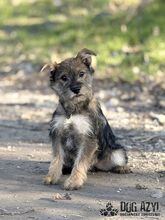 GABA, Hund, Mischlingshund in Slowakische Republik - Bild 4