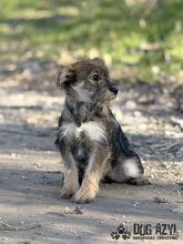 GABA, Hund, Mischlingshund in Slowakische Republik - Bild 5