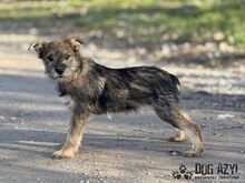 GABA, Hund, Mischlingshund in Slowakische Republik - Bild 8