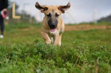 RICKY, Hund, Deutscher Schäferhund-Mix in Spanien - Bild 1