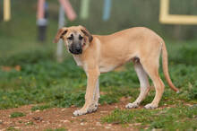 RICKY, Hund, Deutscher Schäferhund-Mix in Spanien - Bild 2