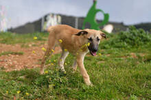 RICKY, Hund, Deutscher Schäferhund-Mix in Spanien - Bild 3