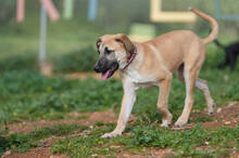 RICKY, Hund, Deutscher Schäferhund-Mix in Spanien - Bild 4