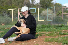 RICKY, Hund, Deutscher Schäferhund-Mix in Spanien - Bild 5